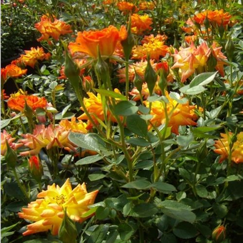 Tonuri de portocaliu și galben - Trandafir copac cu trunchi înalt - cu flori mărunți - coroană compactă